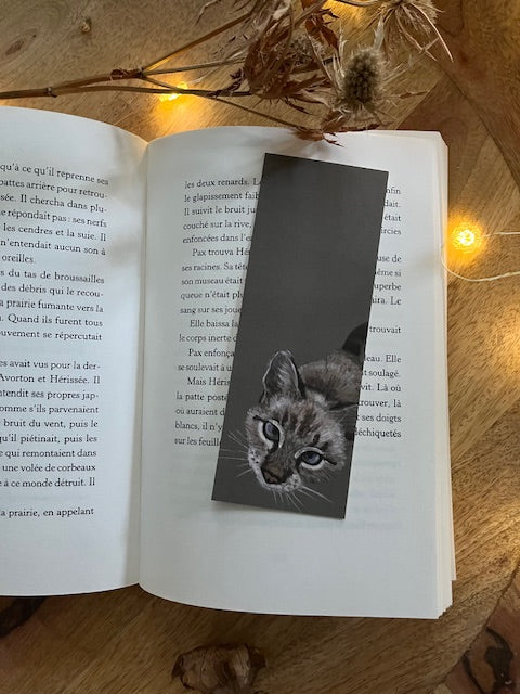 Mon petit chat d'Ellafonisos (Felis catus)