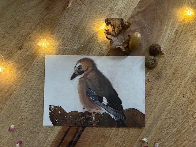Des forêts de Chênes, Geai des chênes (Garrulus glandarius)
