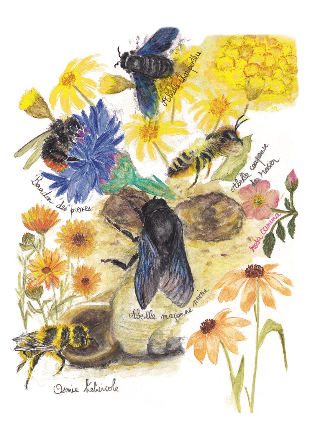 Ma préférée, Abeille charpentière (Xylocopa violacea)