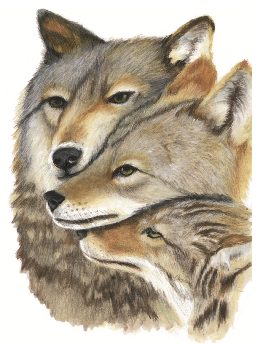 Une famille, LOUPS (Canis lupus)