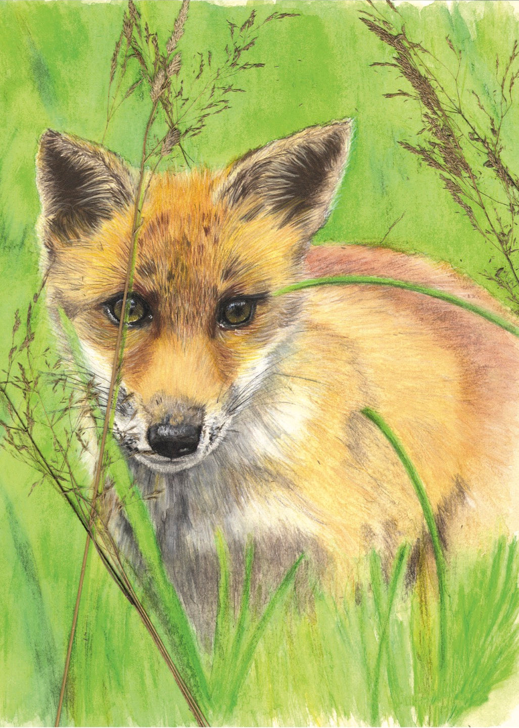 Vert prairie et soleil roux, Renard (Vulpes vulpes)