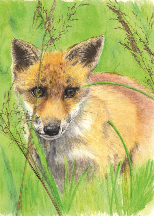 Vert prairie et soleil roux, Renard (Vulpes vulpes)