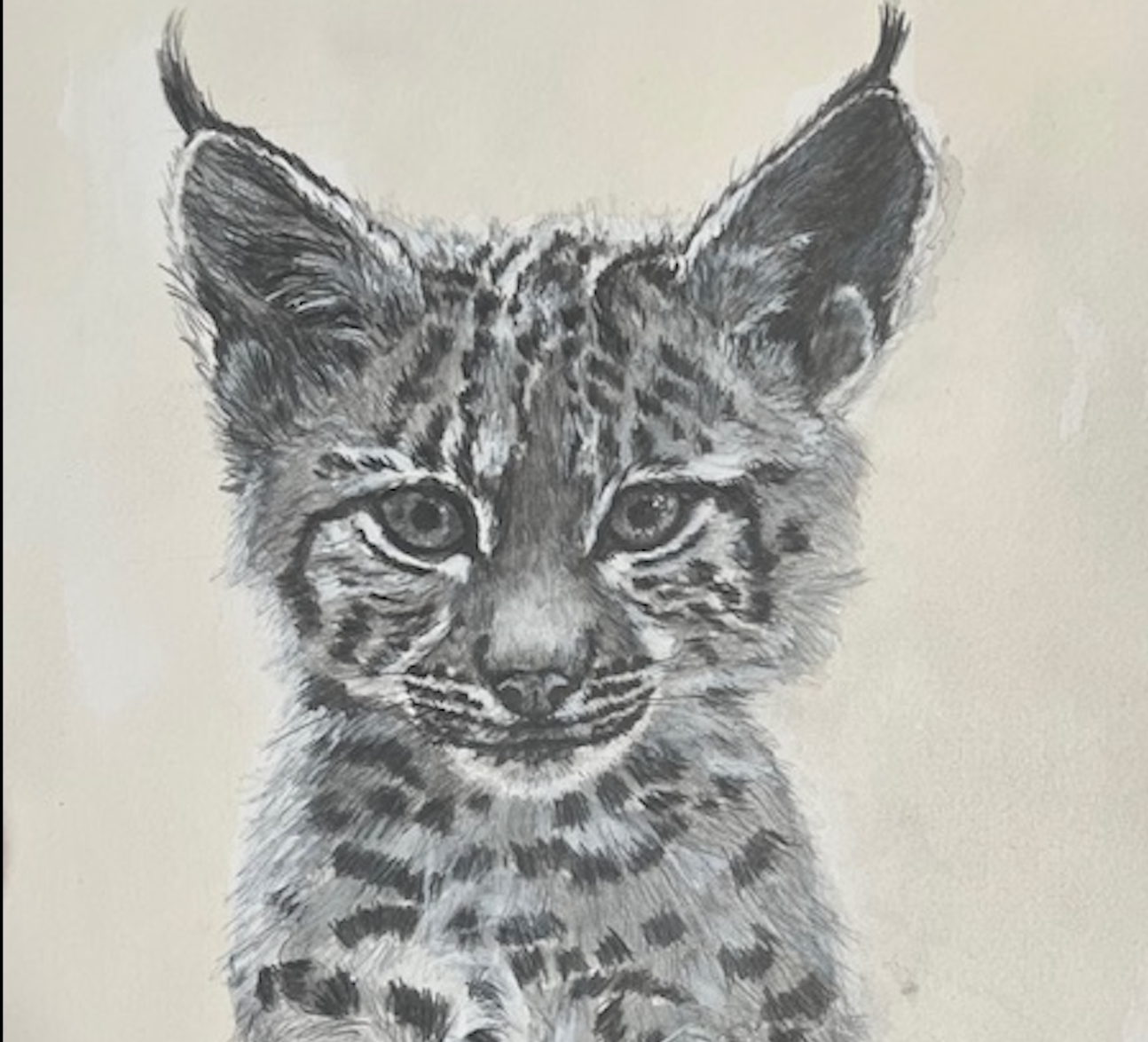 Tee shirt ENFANT Petit Lynx (Lynx Lynx)