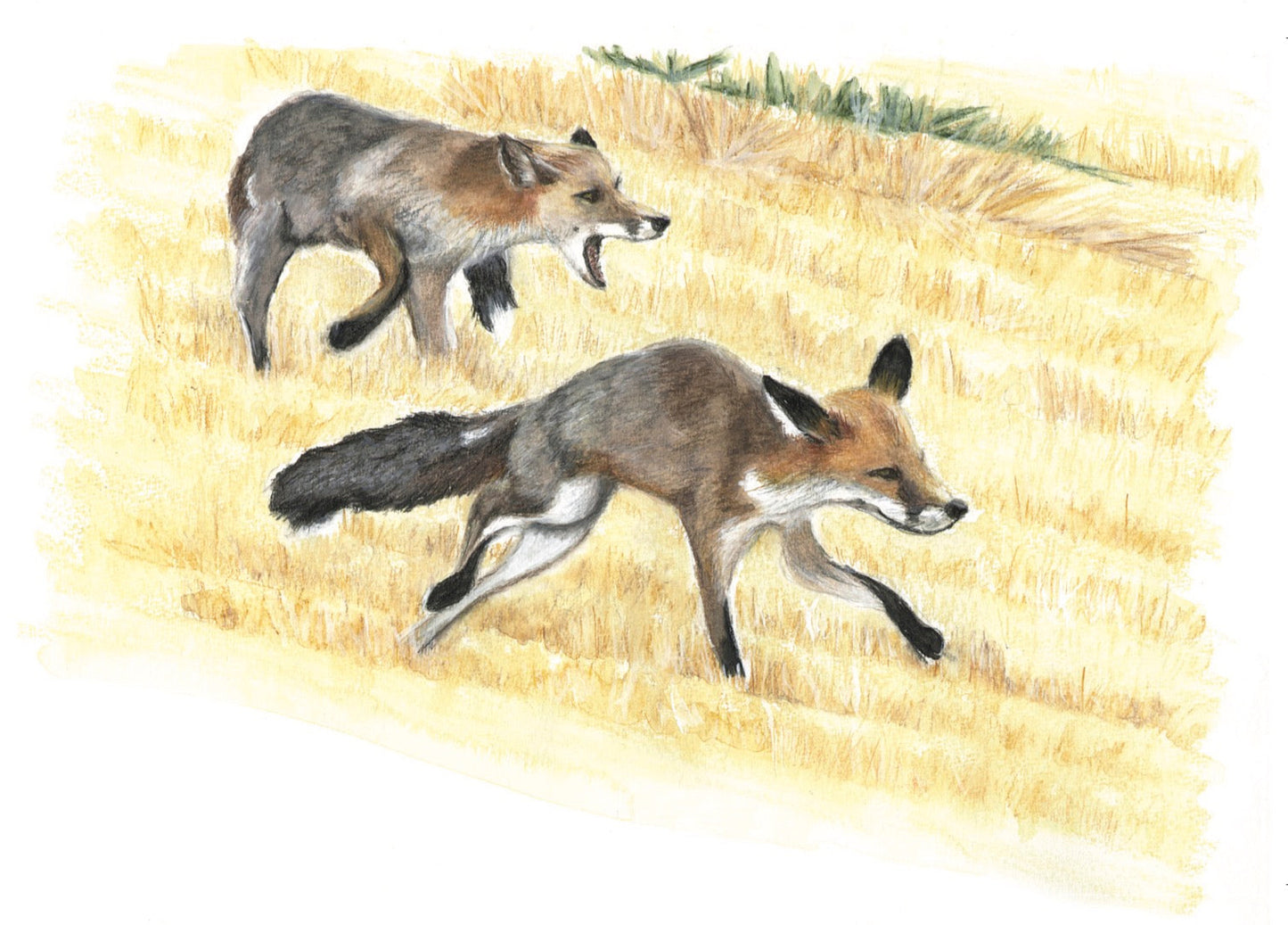 Chamaillerie d'été (vulpes vulpes)