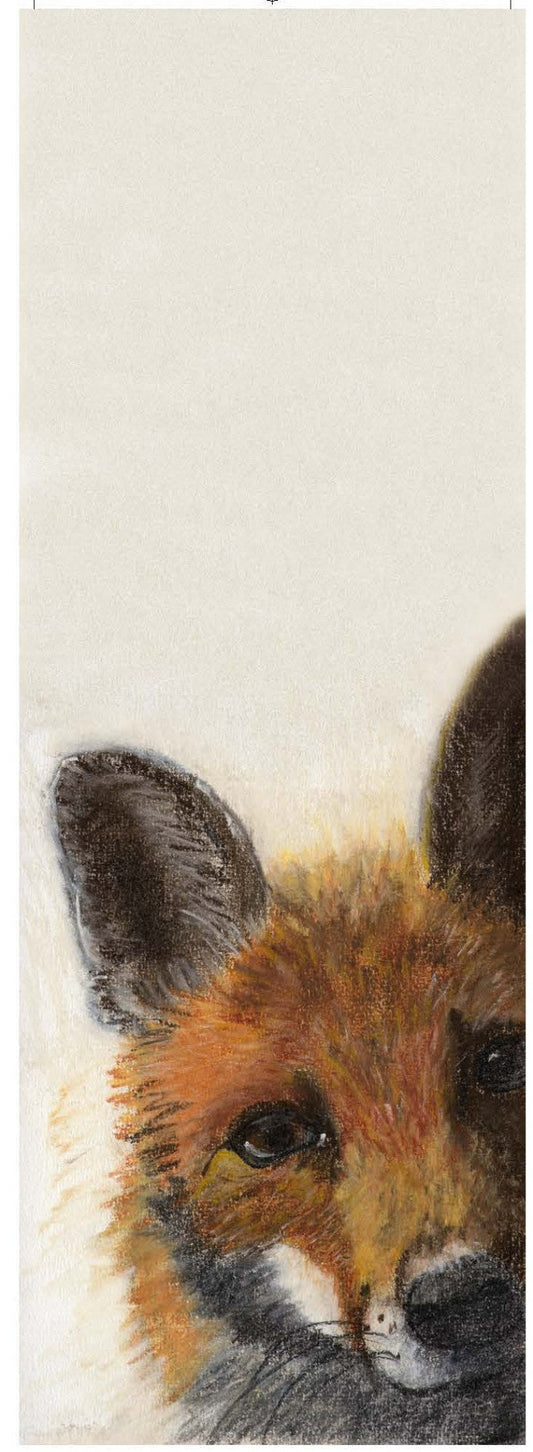 Je te vois, Renard (Vulpes vulpes)