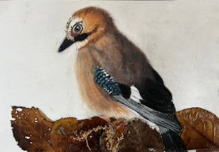 Des forêts de Chênes, Geai des chênes (Garrulus glandarius)