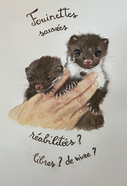 Fouinettes sauvées (Martes foina)