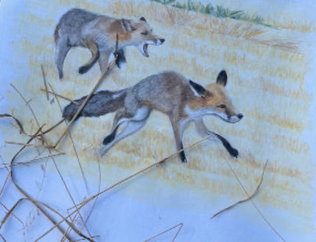 Chamaillerie d'été (vulpes vulpes)