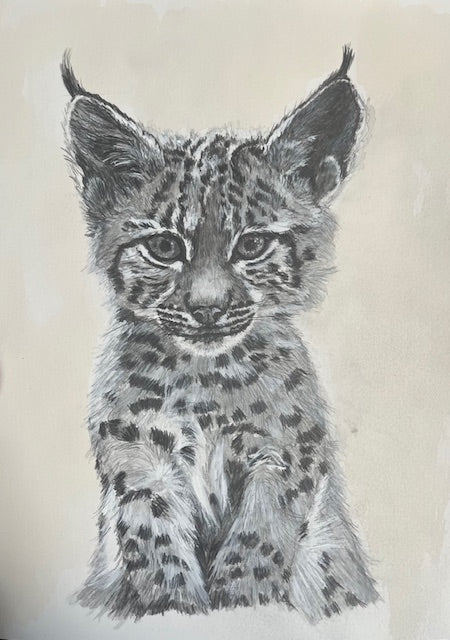 Petit Lynx (Lynx lynx)
