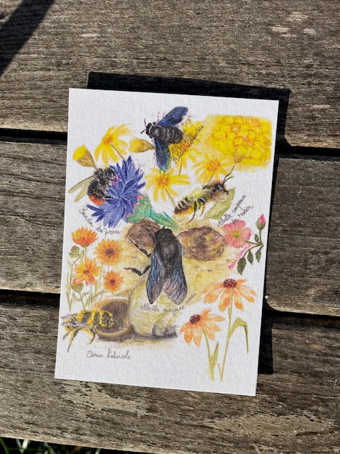 Ma préférée, Abeille charpentière (Xylocopa violacea)