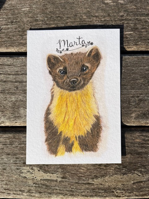 Marta (Martes martes)