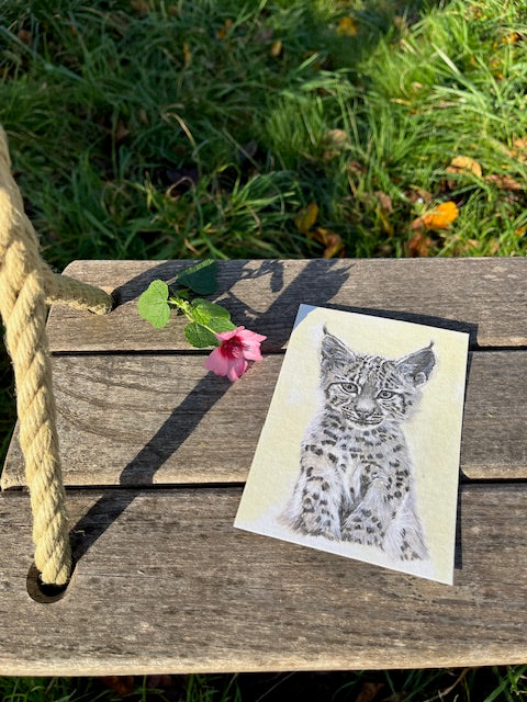 Petit Lynx (Lynx lynx)