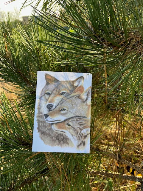 Une famille, LOUPS (Canis lupus)