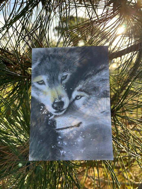 Un couple (Canis lupus)