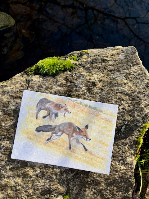 Chamaillerie d'été (vulpes vulpes)