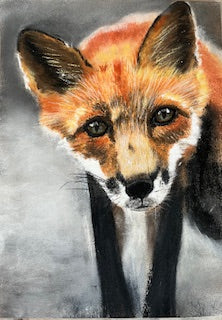 Dans tes yeux, Renard (Vulpes vulpes)