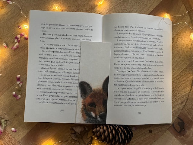 Je te vois, Renard (Vulpes vulpes)