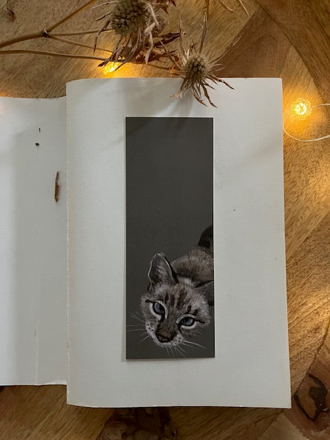 Mon petit chat d'Ellafonisos (Felis catus)