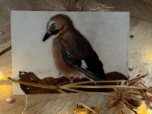 Des forêts de Chênes, Geai des chênes (Garrulus glandarius)