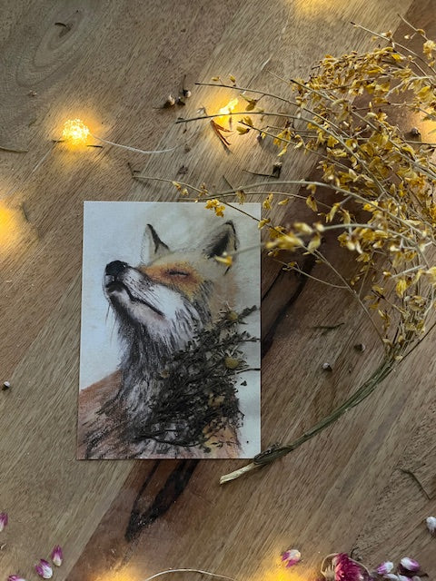 Sentir le soleil te réchauffer, Renard (Vulpes vulpes)