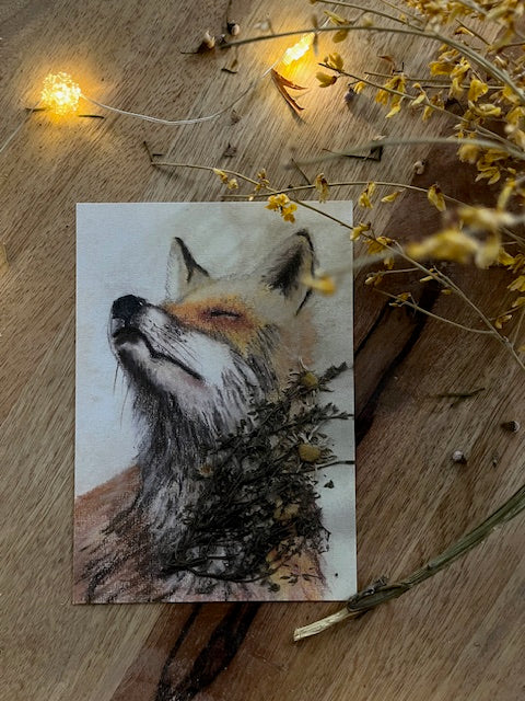 Sentir le soleil te réchauffer, Renard (Vulpes vulpes)