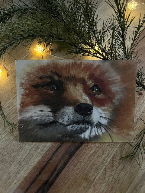 Pax, Renard ( Vulpes vulpes)