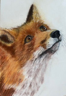 Haut dans le ciel, Renard (Vulpes vulpes)