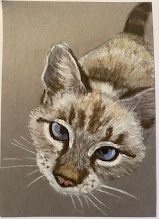 Mon petit chat d'Ellafonisos (Felis catus)