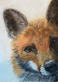 Je te vois, Renard (Vulpes vulpes)