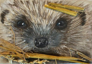 Petite bouille, Hérisson (Erinaceus europaeus)