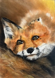 Tee shirt ENFANT MOI AUSSI, Renard (Vulpes vulpes)