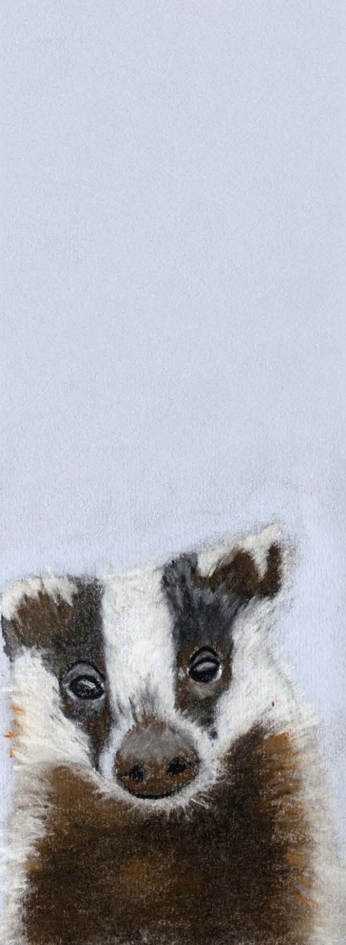 Coco, Blaireau (Meles meles)