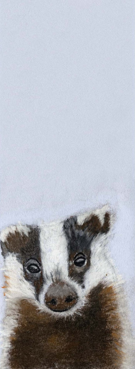 Coco, Blaireau (Meles meles)