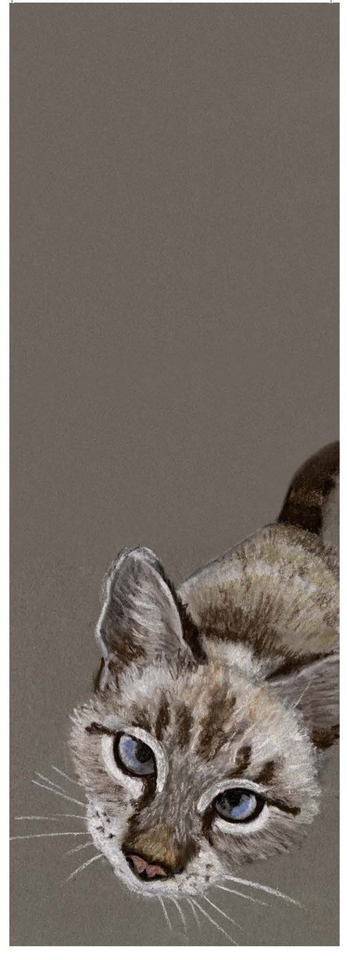 Mon petit chat d'Ellafonisos (Felis catus)