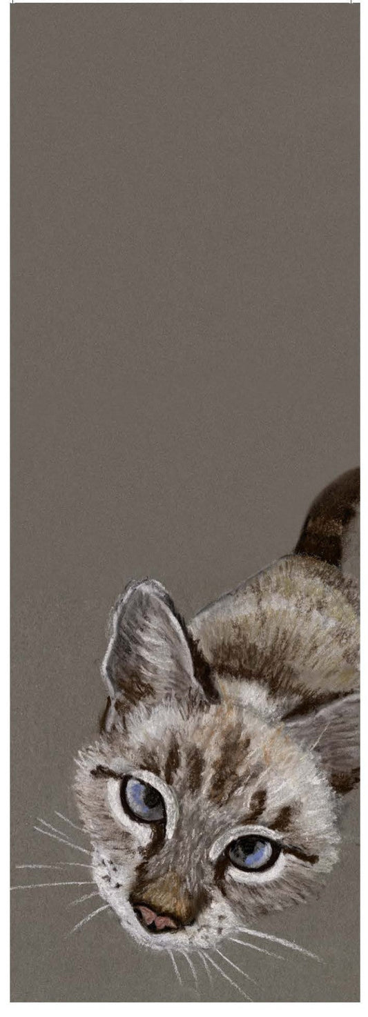 Mon petit chat d'Ellafonisos (Felis catus)