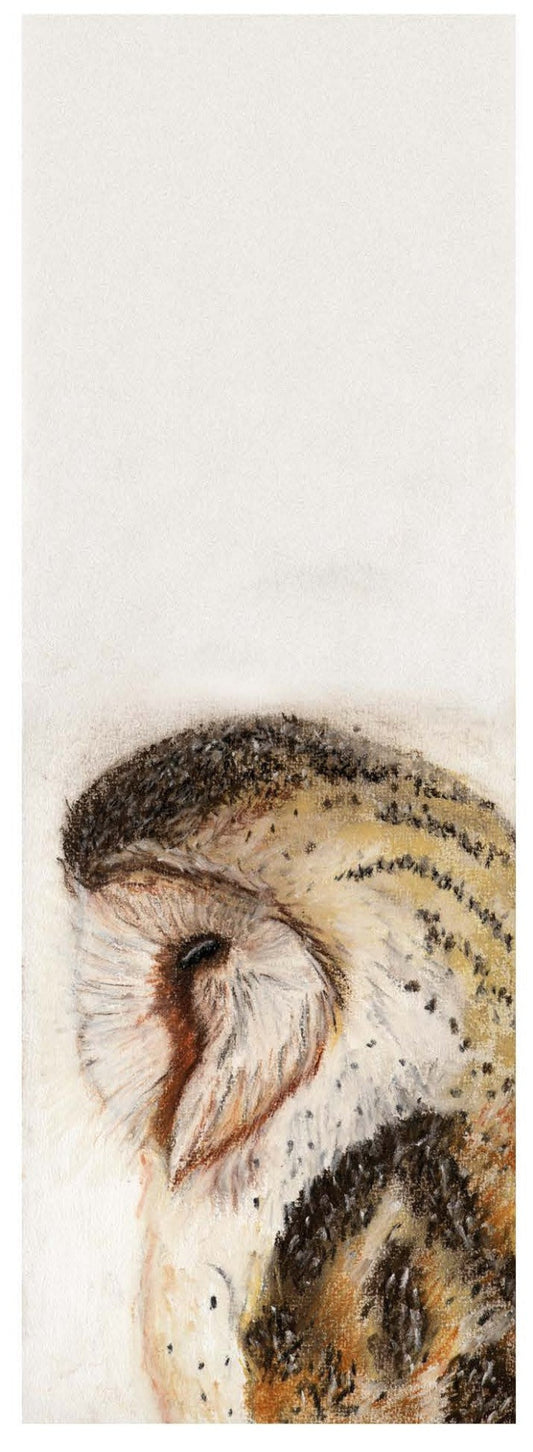 A la nuit tombée, Effraie des clochers (Tyto alba)