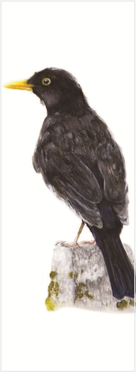 Le Merle de Nathalie (Turdus merula)