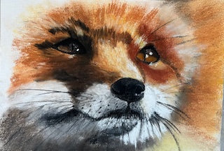 Tee shirt ENFANT PAX, Renard (Vulpes vulpes)